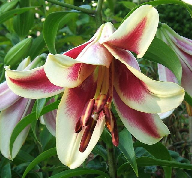 Photo of Lily (Lilium 'Invasion') uploaded by pirl