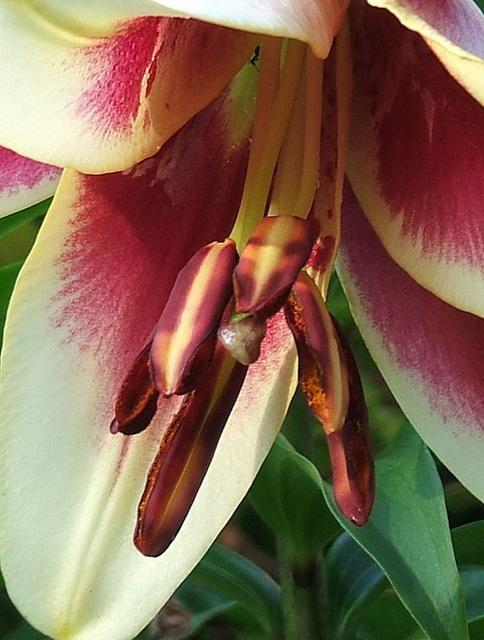 Photo of Lily (Lilium 'Invasion') uploaded by pirl