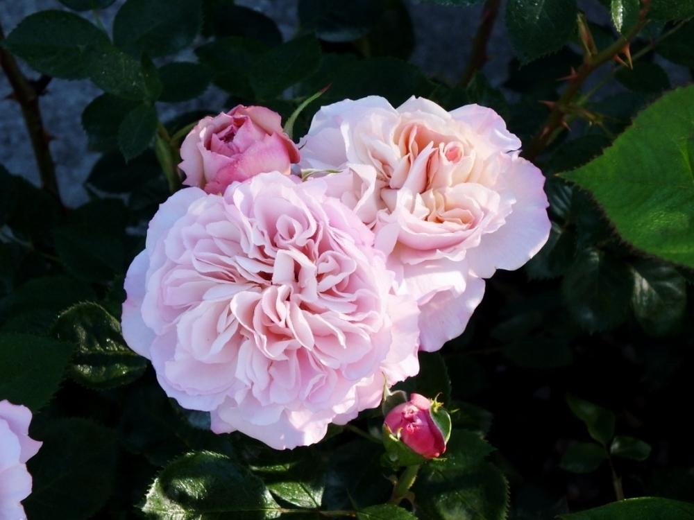 Photo of Rose (Rosa 'Herkules') uploaded by sunnyvalley