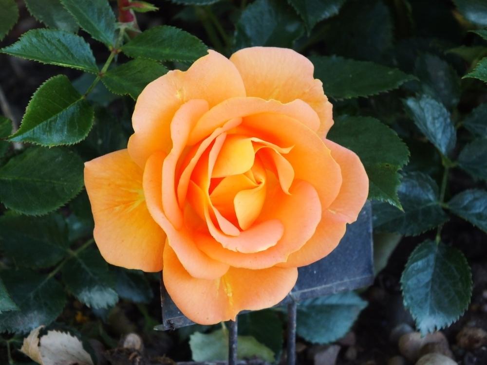 Photo of Floribunda Rose (Rosa 'Goldelse') uploaded by sunnyvalley