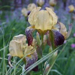 Location: My Garden, Ontario, Canada
Date: 2017-06-23
An historic iris that is as beautiful as any of the newer cultiva