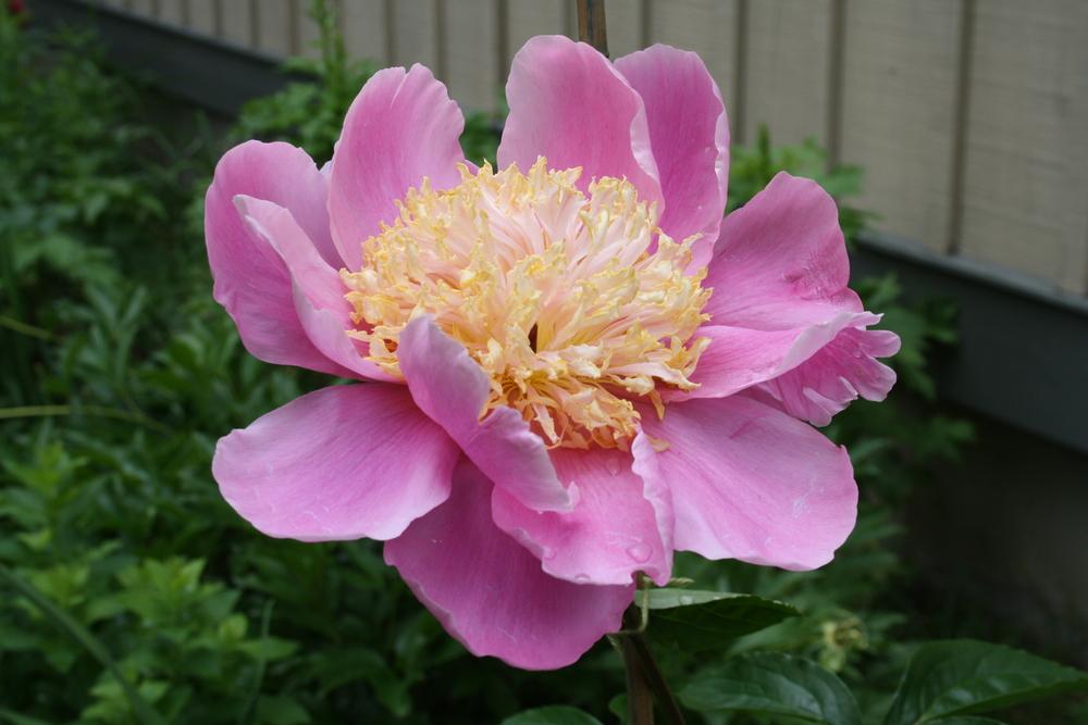 Photo of Peony (Paeonia lactiflora 'Doreen') uploaded by touchofsky