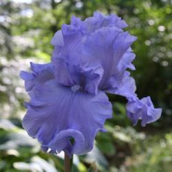Location: My Garden, Ontario, Canada
Date: 2017-06-23
A gorgeous, blue iris.