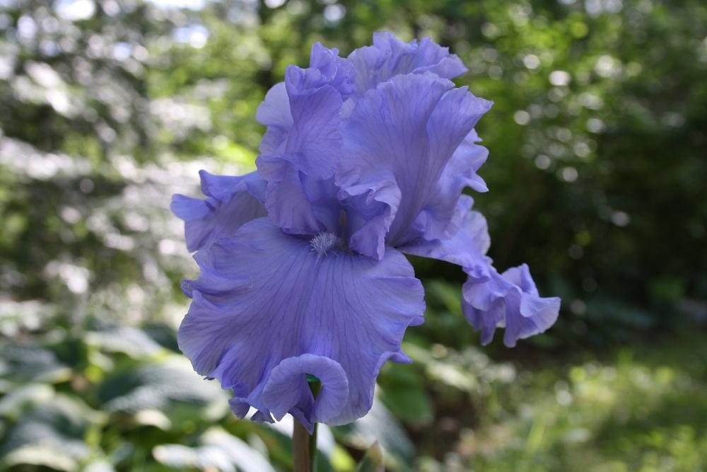 Photo of Tall Bearded Iris (Iris 'Abiqua Falls') uploaded by touchofsky