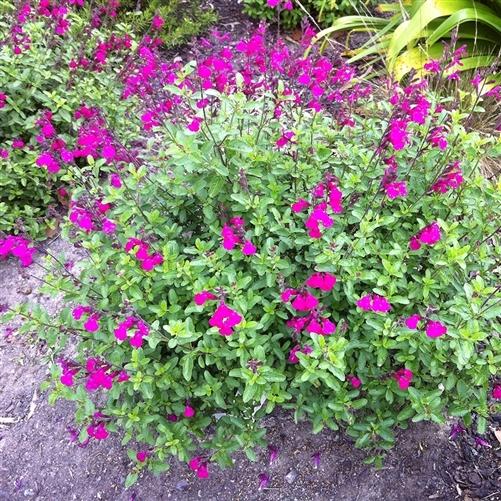 Photo of Mountain Sage (Salvia x jamensis Heatwave™ Brilliance) uploaded by Calif_Sue