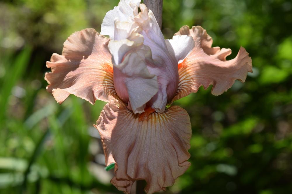 Photo of Tall Bearded Iris (Iris 'Handful of Magic') uploaded by Dachsylady86
