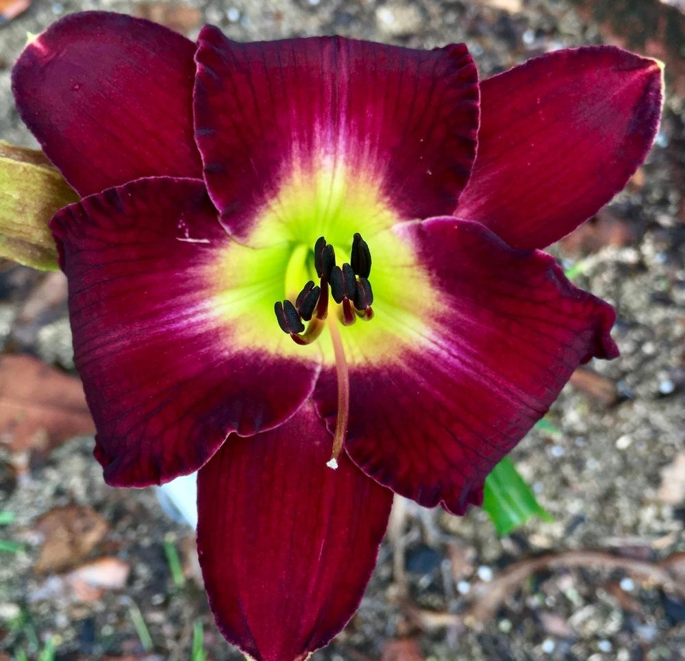 Photo of Daylily (Hemerocallis 'Darker Shade') uploaded by GaNinFl