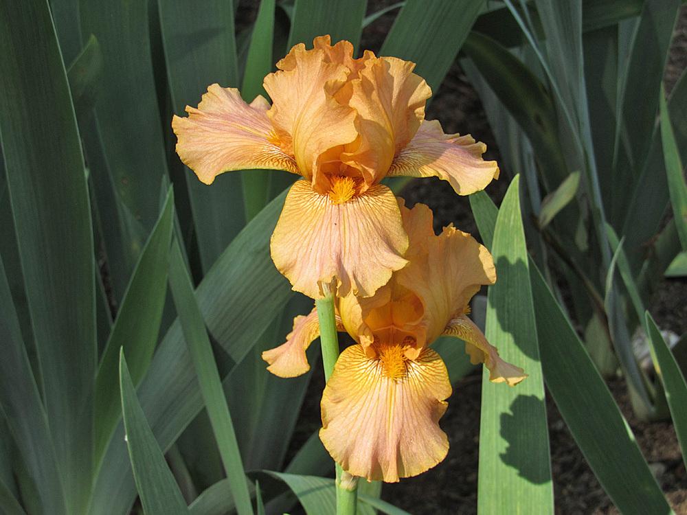 Photo of Border Bearded Iris (Iris 'Butterscotch Blush') uploaded by Lestv