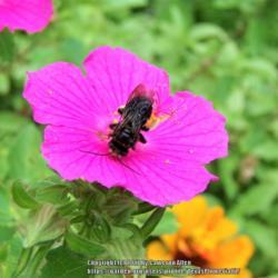 Location: Plano, TX
Date: 2017-06-25
#Pollination