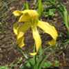 FFE on 2017 addition, single fans from Smokey's Daylilies.