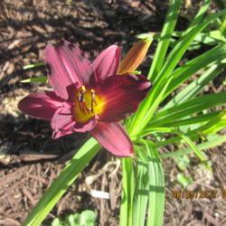 Location: My 6b garden
Date: 2017-06-25
FFE on 2017 addition from O'Bannon Springs Daylilies.