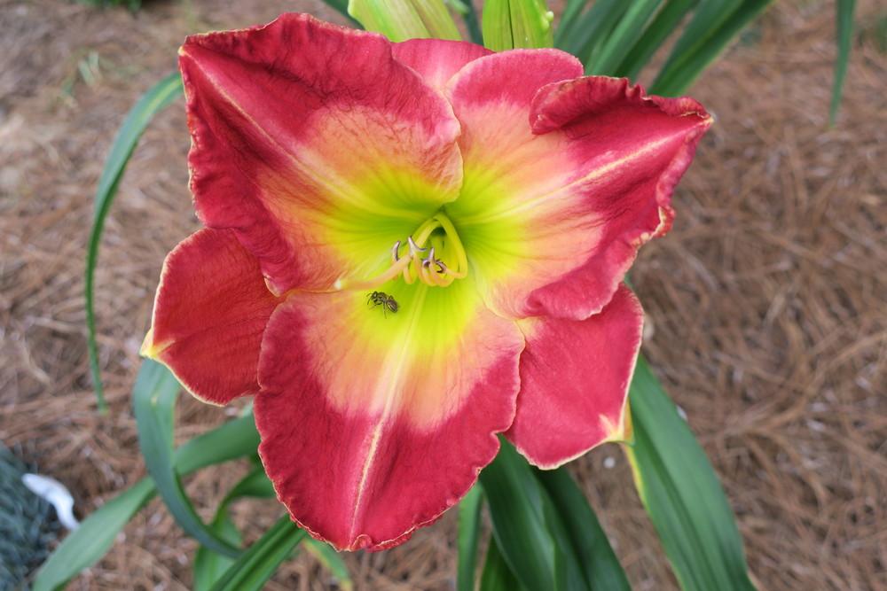 Photo of Daylily (Hemerocallis 'Through the Fire') uploaded by dogsmom1