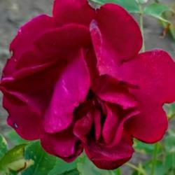 Location: My garden
Date: 2017-06-23
This rose is darker than it shows in the picture.