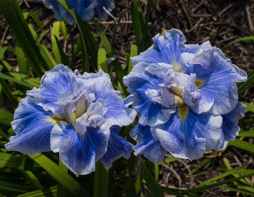 Photo of Japanese Iris (Iris ensata 'Lake Effect') uploaded by frankrichards16