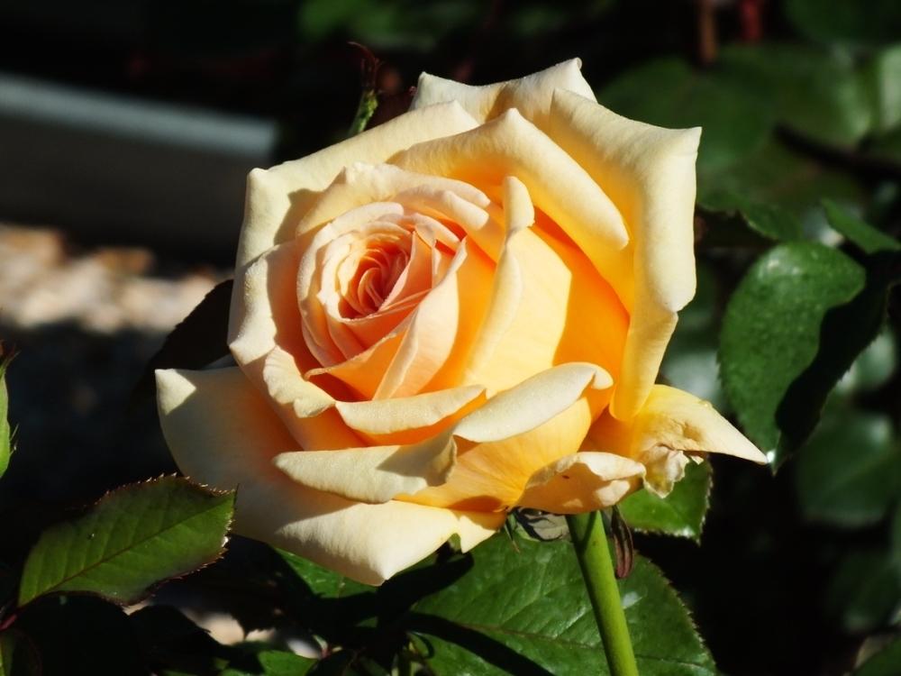 Photo of Rose (Rosa 'Valencia') uploaded by sunnyvalley