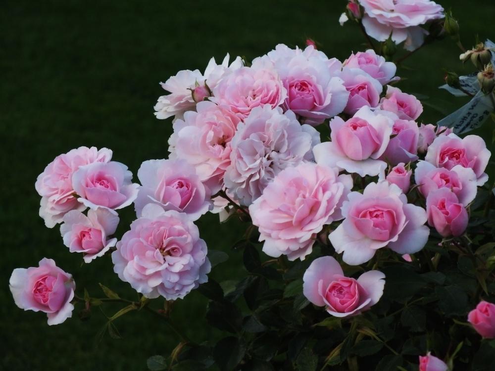 Photo of Shrub Rose (Rosa 'Bonica') uploaded by sunnyvalley