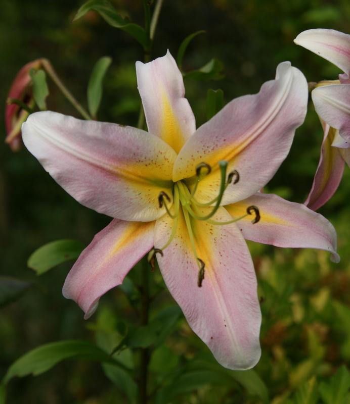 Photo of Lily (Lilium 'Morning After') uploaded by Calif_Sue
