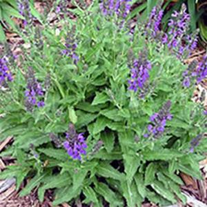 Photo of Sage (Salvia nemorosa Marcus®) uploaded by Calif_Sue