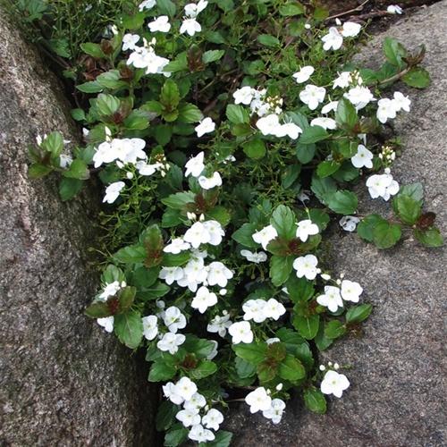 Photo of Speedwell (Veronica 'Whitewater') uploaded by Calif_Sue