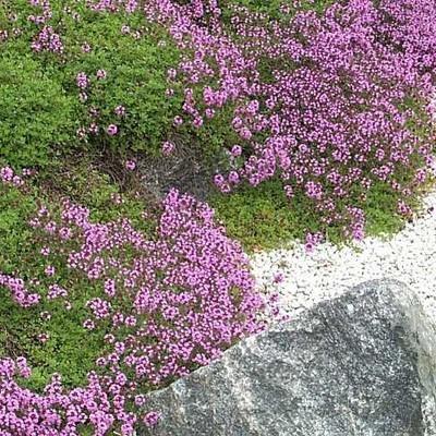 Photo of Red Creeping Thyme (Thymus praecox 'Coccineus') uploaded by Calif_Sue