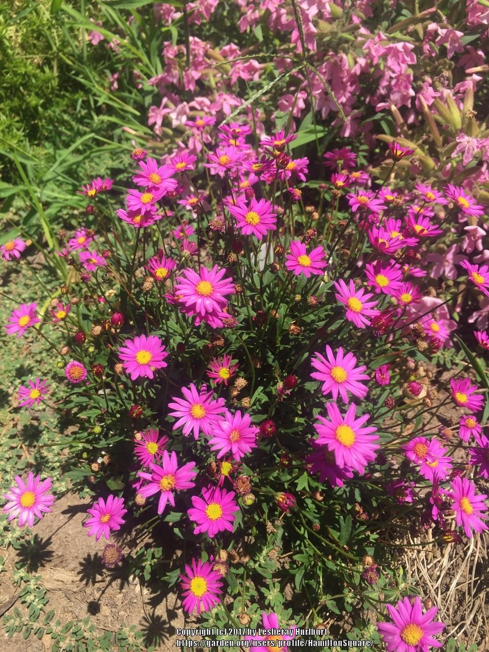 Photo of Swan River Daisy (Brachyscome Radiant Magenta) uploaded by HamiltonSquare