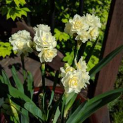 Location: New Brunswick, Canada
Date: June 26, 2017
first year planting, 5 bulbs are a bit crowded in the pot but the