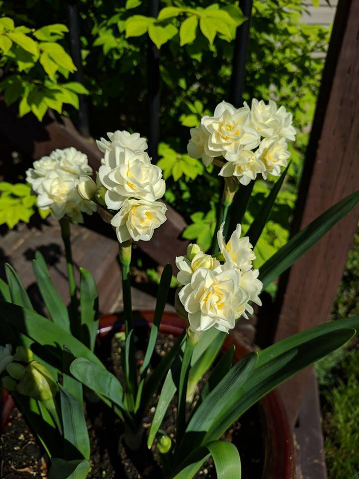 Photo of Double Daffodil (Narcissus 'Erlicheer') uploaded by JLWilliams