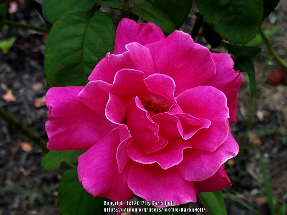 Photo of Rose (Rosa 'Perfume Delight') uploaded by KarenHolt