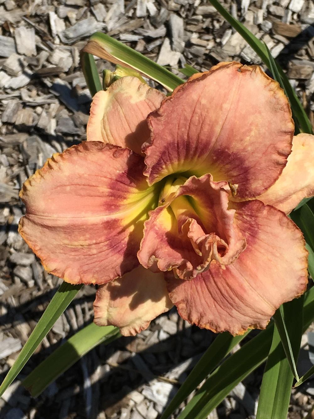 Photo of Daylily (Hemerocallis 'All About Eve') uploaded by Legalily