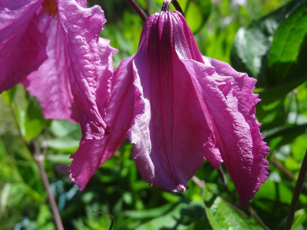 Photo of Clematis (Clematis integrifolia 'Alionushka') uploaded by Orsola