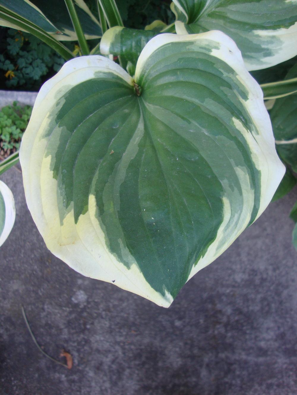 Photo of Hosta 'Fragrant Queen' uploaded by Paul2032