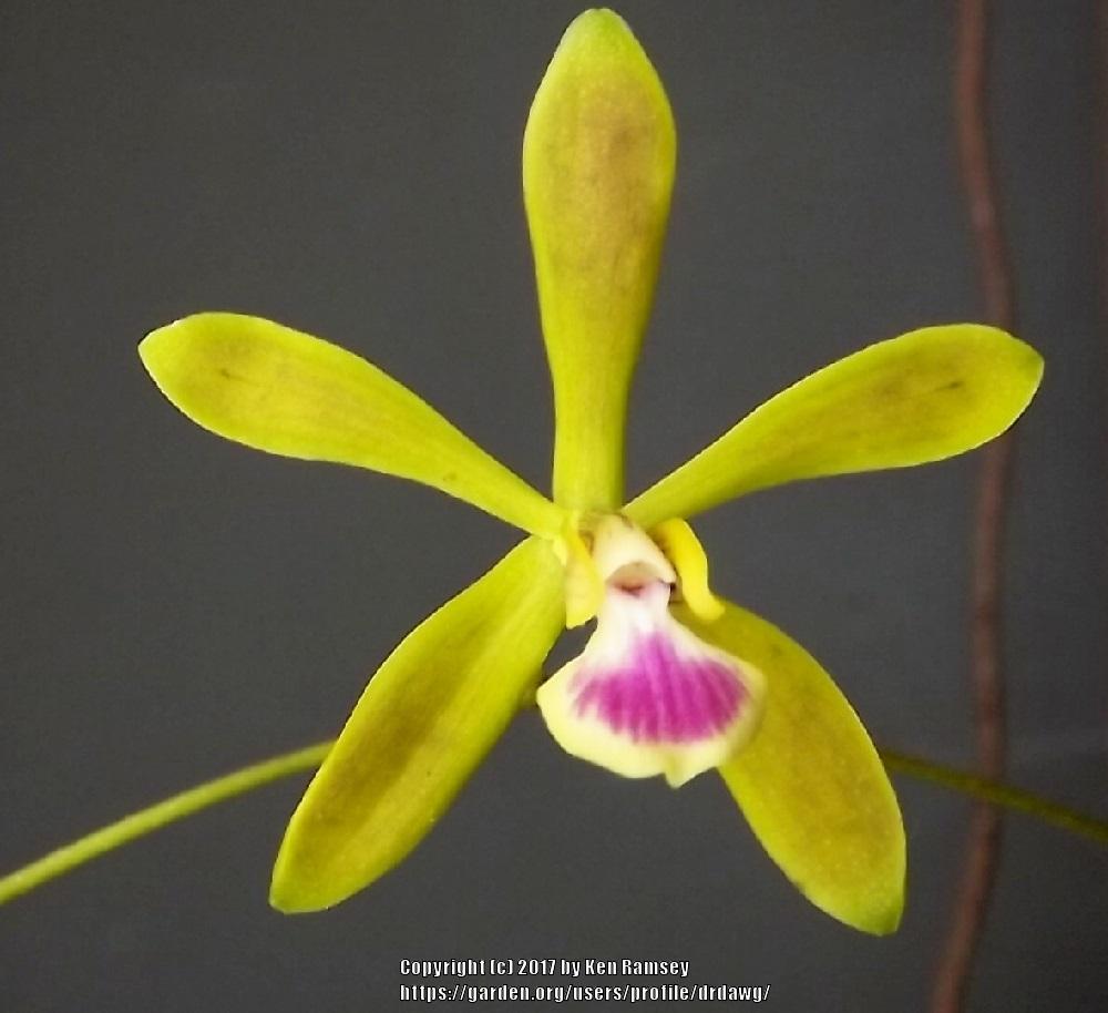 Photo of Florida Butterfly Orchid (Encyclia tampensis) uploaded by drdawg