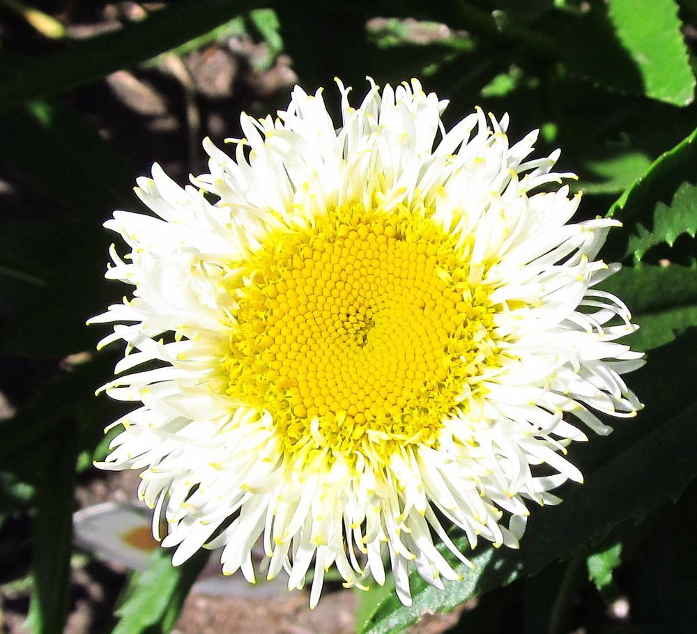 Photo of Shasta Daisy (Leucanthemum 'Real Galaxy') uploaded by jmorth