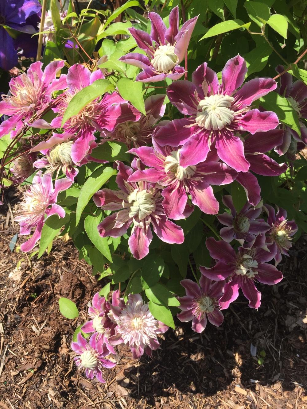 Photo of Clematis Josephine™ uploaded by mishkab