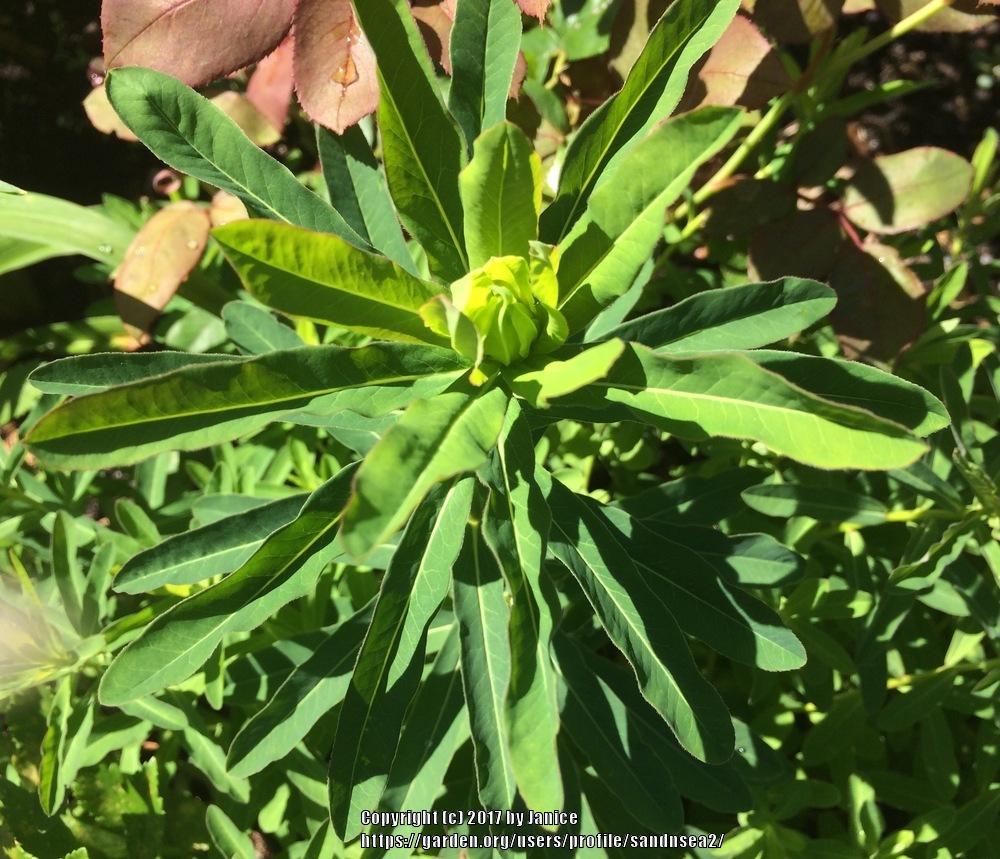Photo of Cushion Spurge (Euphorbia epithymoides) uploaded by sandnsea2