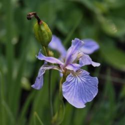 Location: My Garden, Ontario, Canada
Date: 2017-06-24
Seed pod forming on Iris setosa.