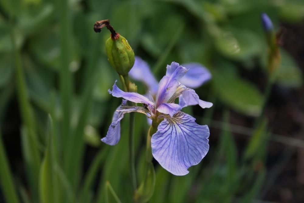 Photo of Species Iris (Iris setosa) uploaded by touchofsky