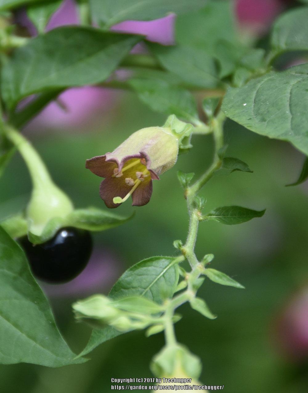 Photo of Deadly Nightshade (Atropa belladonna) uploaded by treehugger