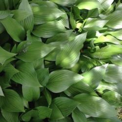 Location: Apple Valley MN
Date: 2017-06-27
This is a great ground cover hosta! This grouping is 4' x 6'