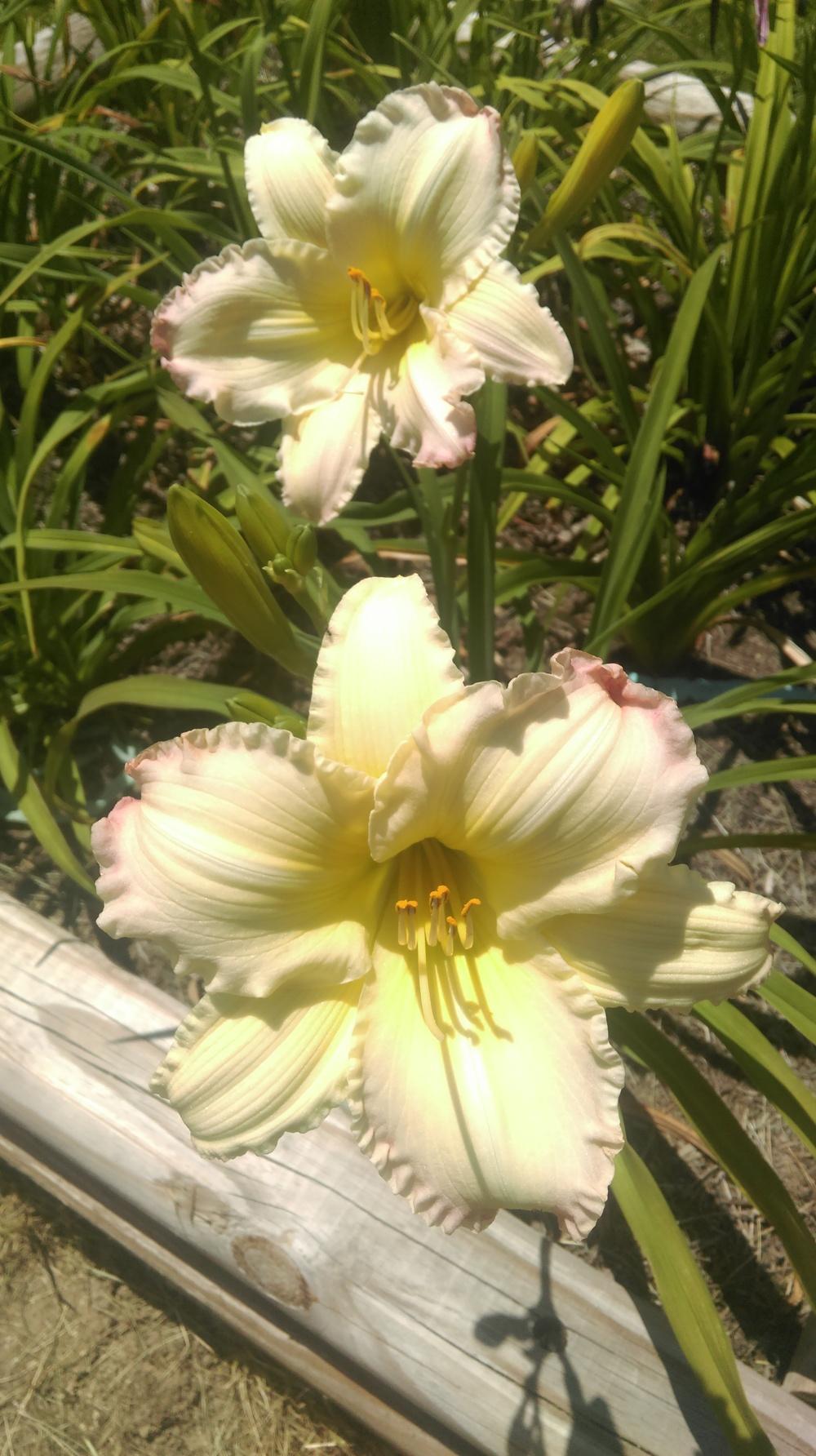 Photo of Daylily (Hemerocallis 'Beautiful Edgings') uploaded by mystlw