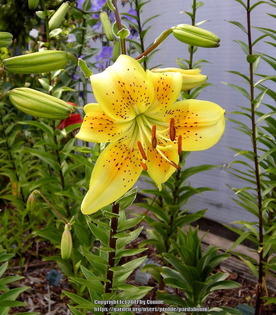 Photo of Lily (Lilium 'Sonnentiger') uploaded by pardalinum