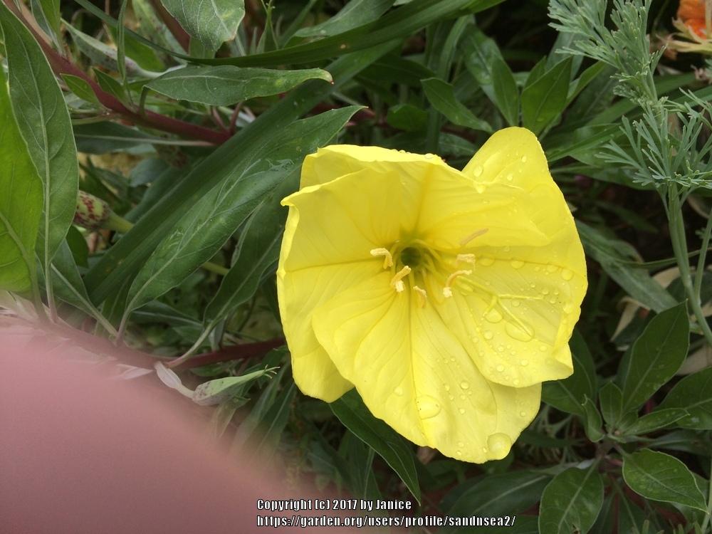 Photo of Oenotheras (Oenothera) uploaded by sandnsea2