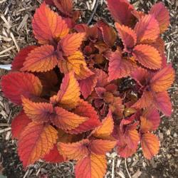 Location: My garden, central NJ, Zone 7A
Date: 2017-06-28
Coleus Inferno:  leaves of many colors.