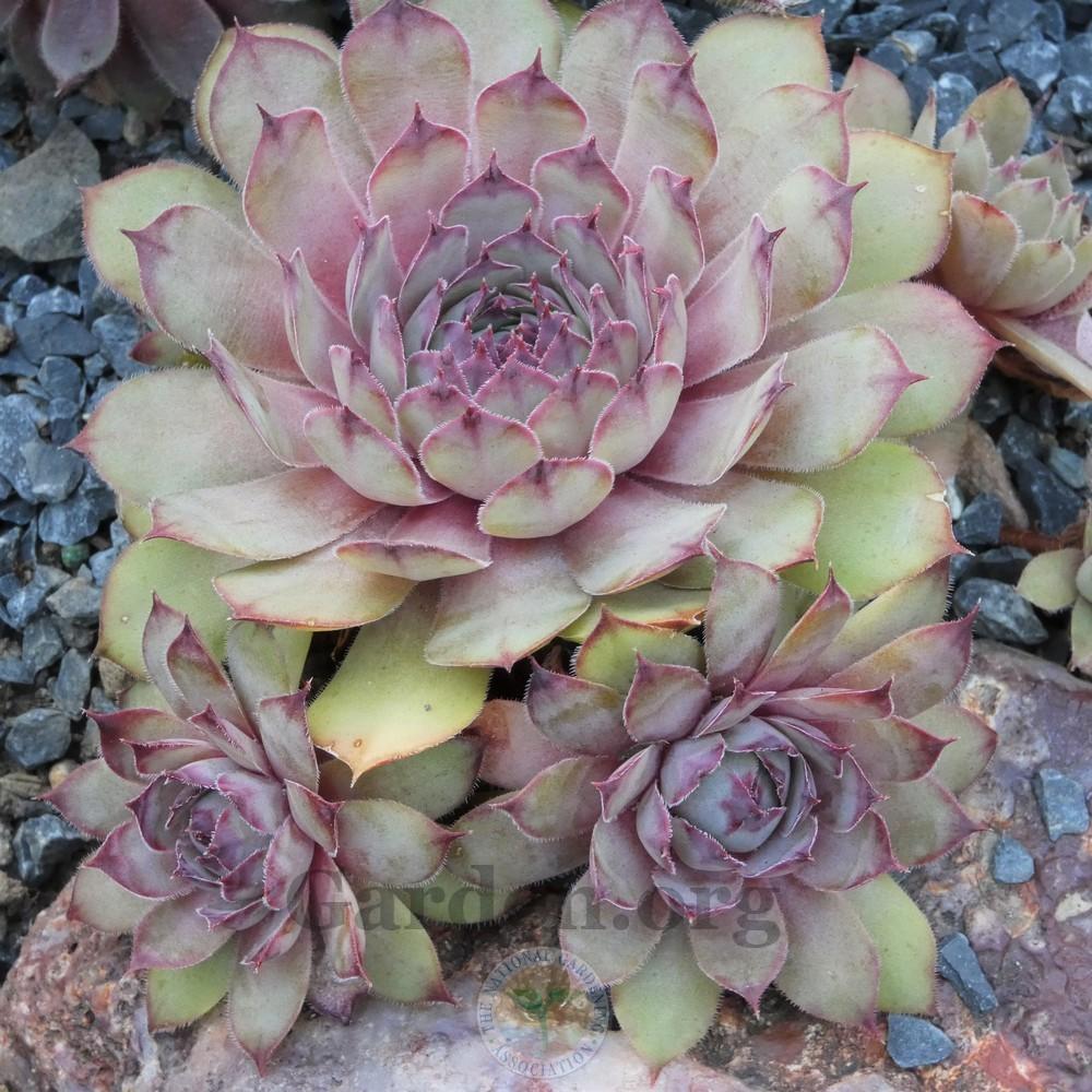 Photo of Hen and Chick (Sempervivum 'Cockoo') uploaded by Patty