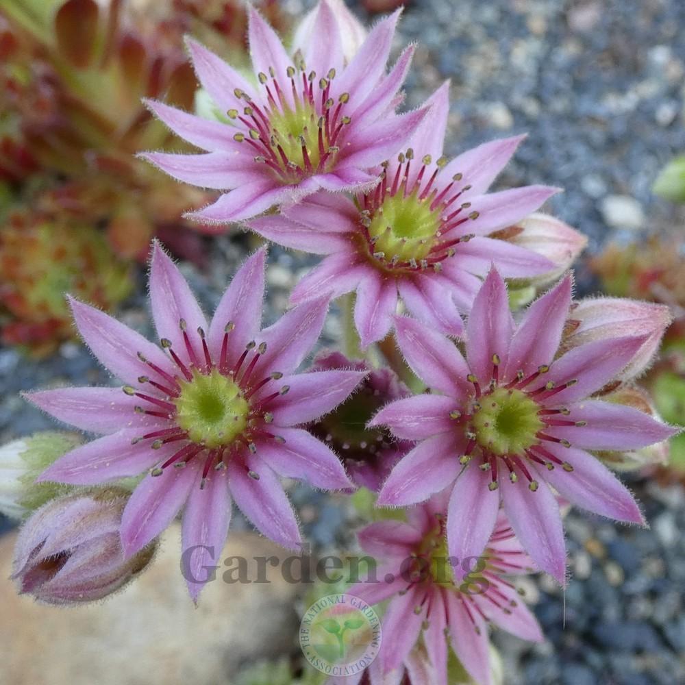 Photo of Hen and Chicks (Sempervivum 'Pacaya') uploaded by Patty