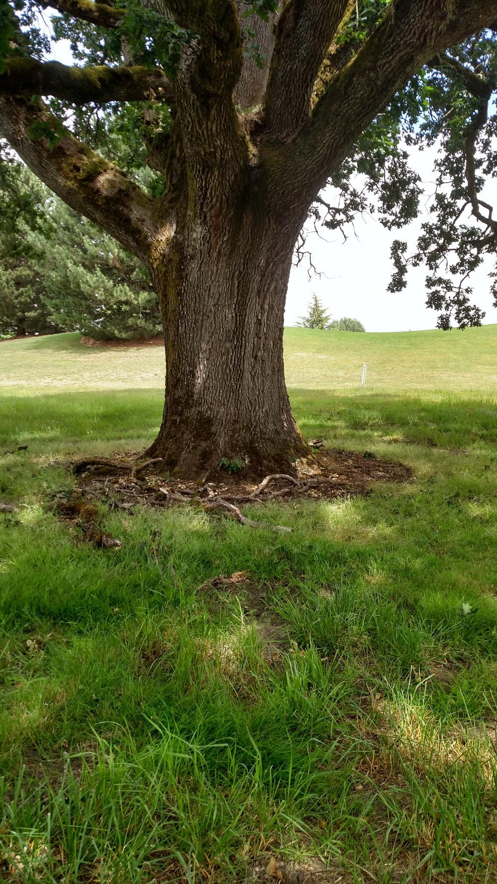 Photo of Oregon White Oak (Quercus garryana) uploaded by Toni
