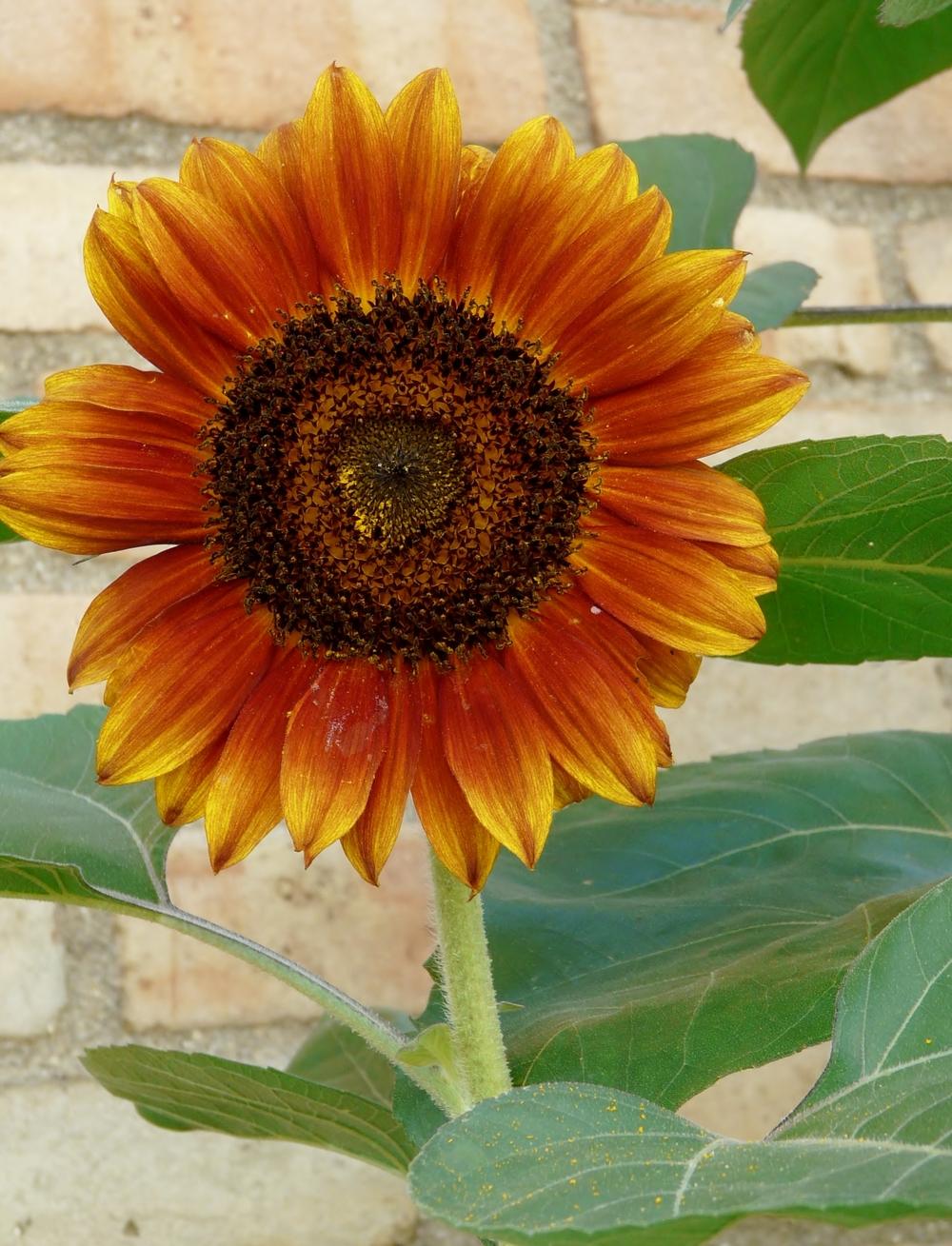 Photo of Sunflower (Helianthus annuus 'Autumn Beauty') uploaded by cwhitt