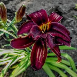 Location: My garden
Date: 2017-06-27
Two blooms fused.