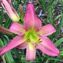 Location: My zone 5 garden.
Date: 2017-06-28
This is really a nice bright hot pink color with a green green ce