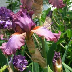 Location: Iris garden - full sun
Date: 2016-06-01
